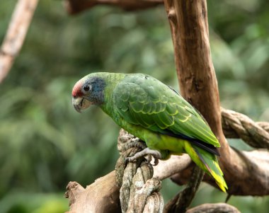 Güney Amerika 'da bir yağmur ormanında yeşil papağan.