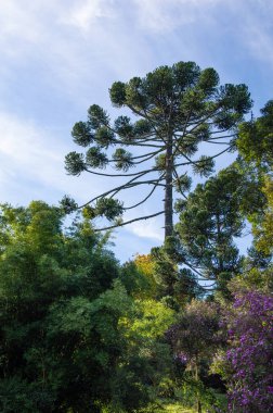 Mavi gökyüzünün önündeki Araucarias ağacı.