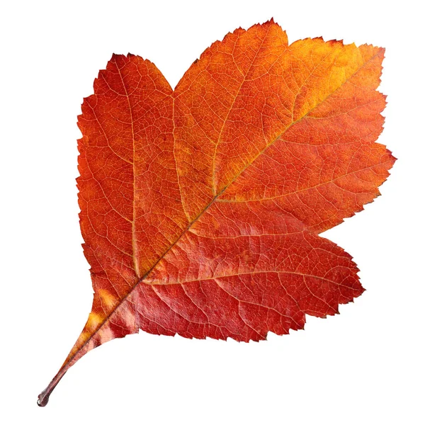 Pojedynczy Jesień Czerwony Liść Białym Tle Owoce Głogu Liści Zielnik — Zdjęcie stockowe