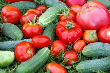 Çimlerin üzerinde domates ve salatalık, üst manzara. Bir sürü sebze..