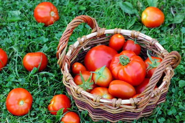 Rote Tomaten Einem Korb Auf Dem Gras Ernte Aus Dem — Stockfoto