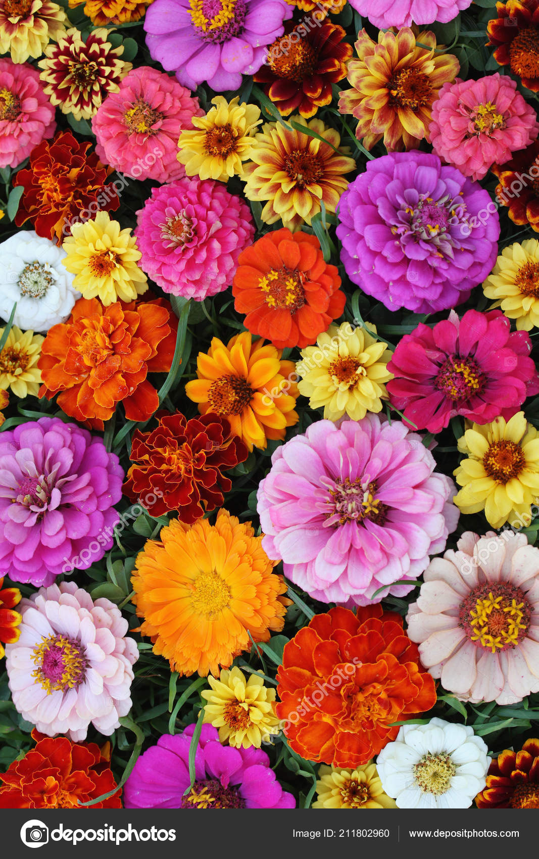Zinnia Floral Background Top View Garden Flowers Texture Greeting Greeting Stock Photo C Balagur 211802960