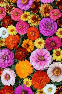 Zinnia, çiçek arka plan, üstten görünüm. Bahçe çiçek. Doku tebrik veya tebrik kartı.