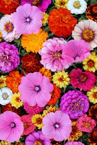 Hermoso Fondo Floral Para Saludos Postales Textura Varias Flores Jardín — Foto de Stock