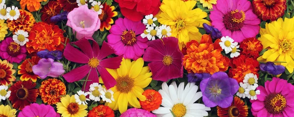 Prachtige Florale Achtergrond Voor Begroeting Ansichtkaarten Textuur Van Diverse Tuin — Stockfoto