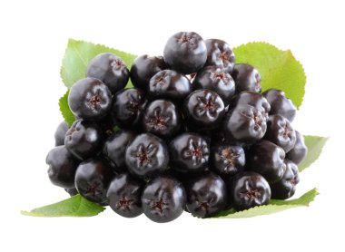 Beyaz arka plan üzerinde izole siyah chokeberry demet. çilek