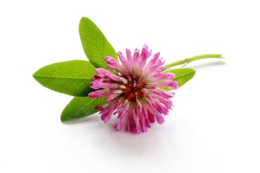 yonca çiçek yaprakları gölge (izole beyaz zemin üzerine ile).