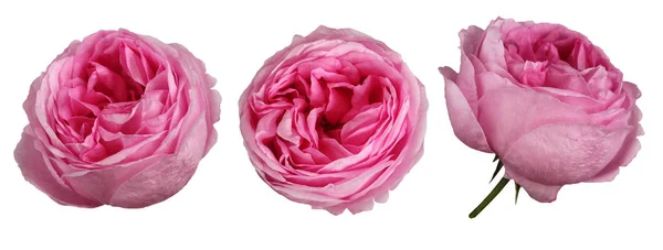 Rosa Rosa Flores Isoladas Fundo Branco Botões Pétalas Flores Jardim — Fotografia de Stock