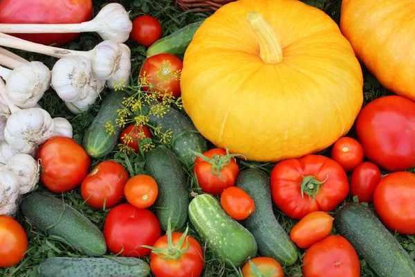 Gemüse Auf Dem Gras Draufsicht Kürbis Und Tomaten Gurken Und — Stockfoto