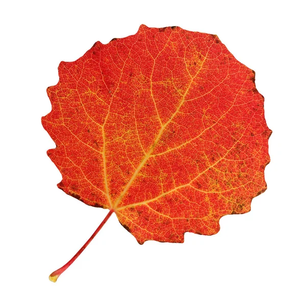 Autumn Aspen Leaf Isolated White Background One Red Leaf Yellow — Stock Photo, Image