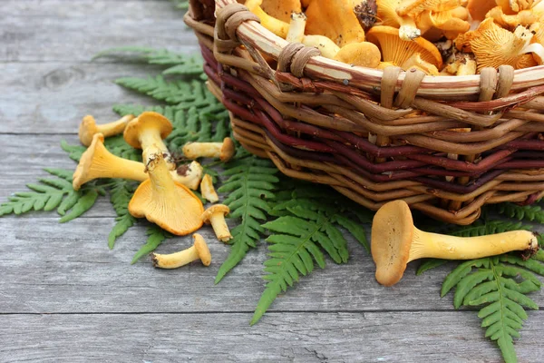 Svamp Kantareller Korg Och Fern Leaf Grov Styrelsebord Ovanifrån — Stockfoto