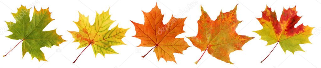 Set maple leaf, isolated on a white background. Collection of red and yellow autumn leaves. Foliage, herbarium.