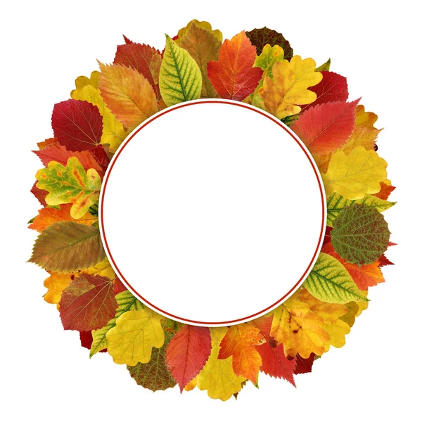 秋の葉の孤立した白い背景 ラウンド フレーム 葉の花輪 植物標本 オークとアスペン ニレとホーソーン 本文の空白 — ストック写真