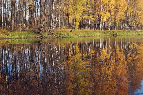 Мягкая Осень Береза Желтыми Листьями Отражается Реке Естественный Фон — стоковое фото