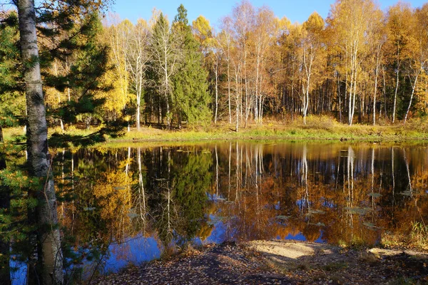 Natureza Outono Árvores Com Folhas Amarelas São Refletidas Rio Floresta — Fotografia de Stock