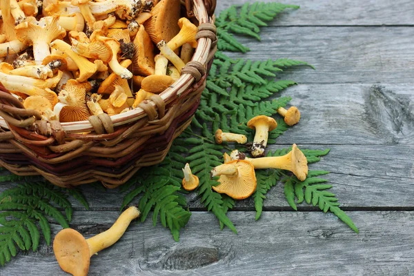 Svamp Kantareller Korg Bordet Ovanifrån Kopiera Utrymme — Stockfoto