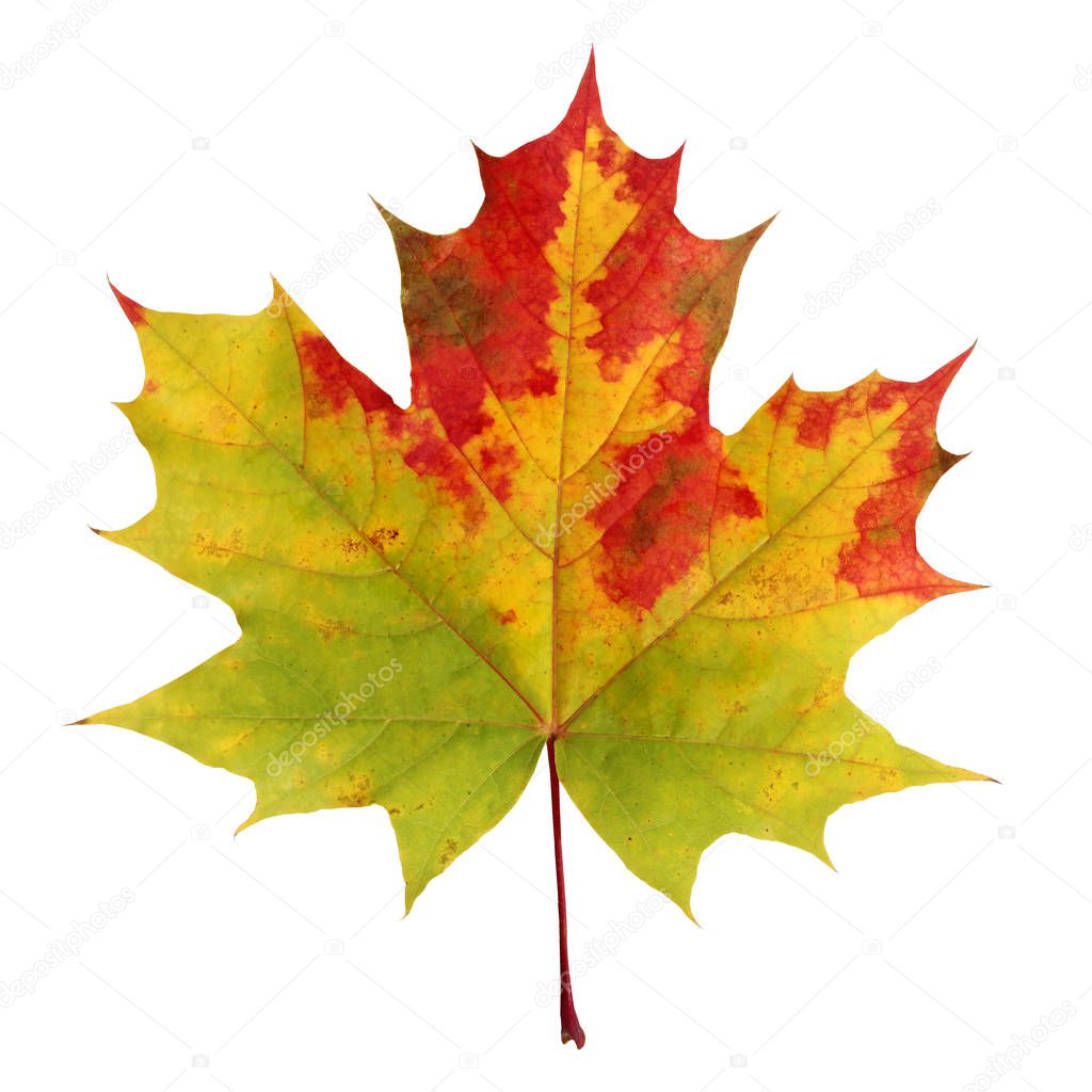 Autumn maple leaf isolated on white background. Herbarium. Leaf with red and yellow spots.