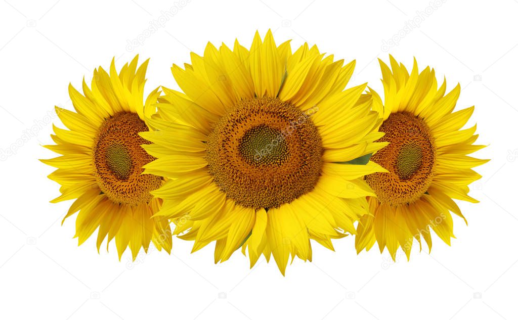 Sunflowers isolated on white background. Three flowers close-up.