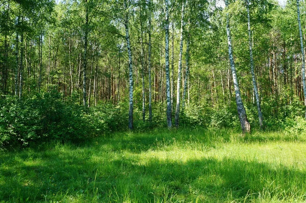 Birch Grove Clareira Florestal Verão Dia Ensolarado Fundo Verde Natural — Fotografia de Stock