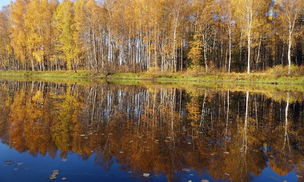 Paisagem Outono Árvores Com Folhagem Amarela Lago Queda Dourada — Fotografia de Stock