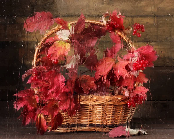 Красные Листья Вибурнума Корзине Влажного Стекла Дождя Осенний Натюрморт — стоковое фото