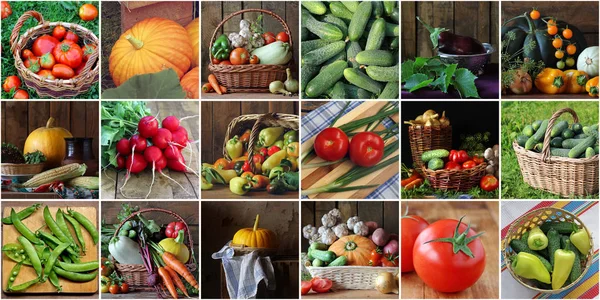 拼贴画蔬菜 一组方形图片 你可以做一个无缝的模式 黄瓜和西红柿 洋葱和大蒜 西葫芦和茄子 胡椒和南瓜 — 图库照片
