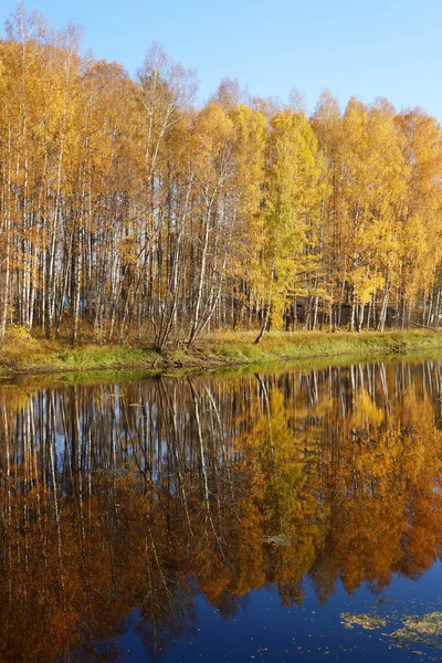 Autumn Landscape Trees Yellow Foliage Lake Golden Fall — Stock Photo, Image