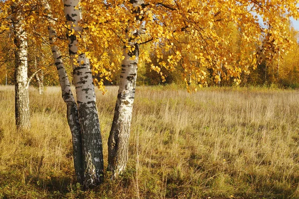Autumn Background Birch Yellow Foliage Golden Fall Empty Space Your — Stock Photo, Image