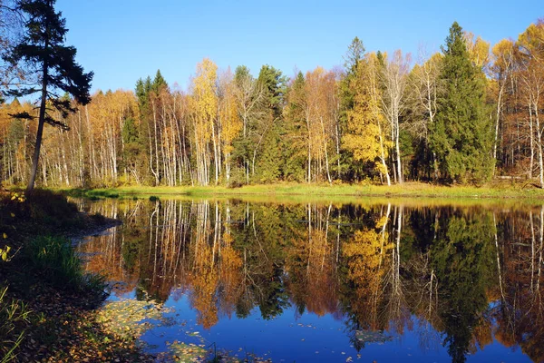 Autumn Nature Birch Yellow Leaves Reflected River Forest Park — Stock Photo, Image