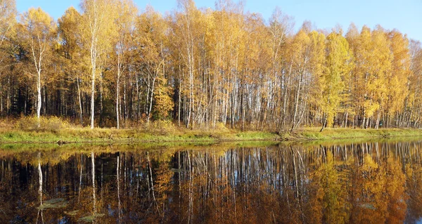 Paesaggio Autunno Alberi Con Fogliame Giallo Sul Lago Caduta Oro — Foto Stock