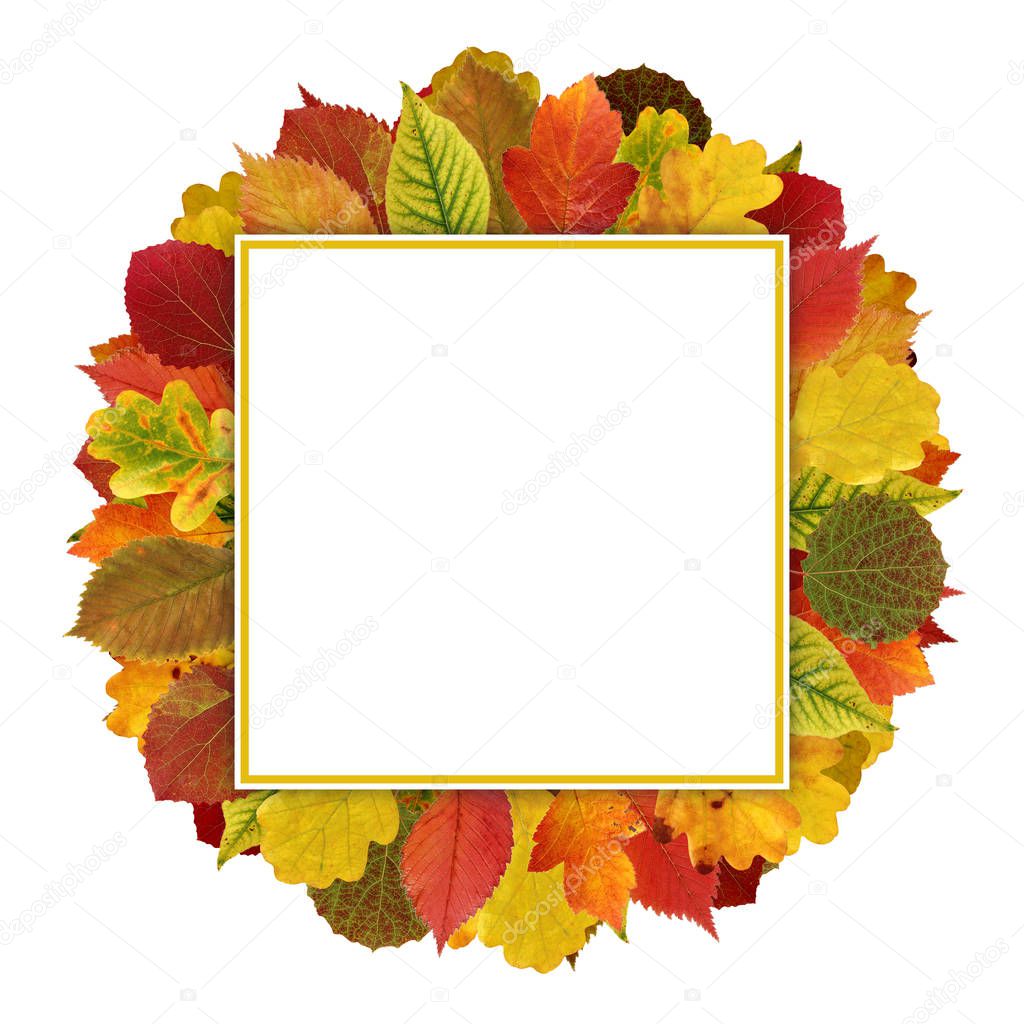 Autumn leaves isolated on white background. Square frame, wreath of leaves. Herbarium, foliage. Oak and aspen, elm and hawthorn.