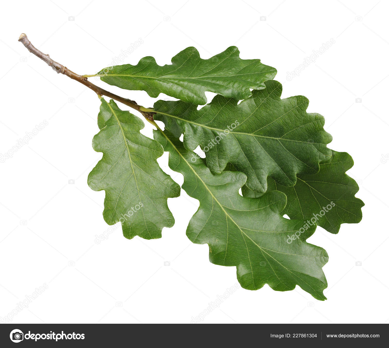 Oak Branch Green Leaves Isolated White Background Foliage Stock Photo