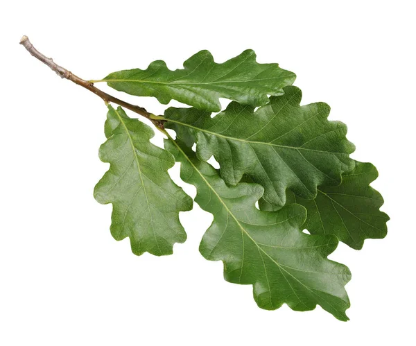 Oak Branch Green Leaves Isolated White Background Foliage — ストック写真