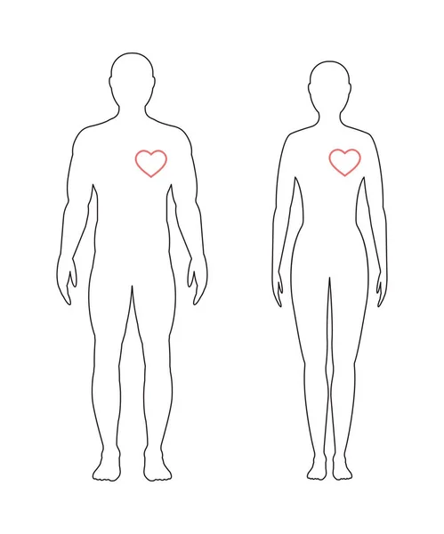 Καρδιά Του Ανθρώπου Γραμμική Εικονογράφηση Φορέα Άνδρα Και Γυναίκας Πλήρη — Διανυσματικό Αρχείο