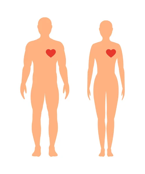 人的心 向量例证 在白色背景的心脏的指定的人和妇女在充分成长 — 图库矢量图片
