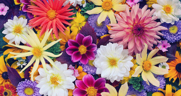 beautiful floral background for greeting or postcard. asters, dahlias and other garden flowers, top view. toning. 