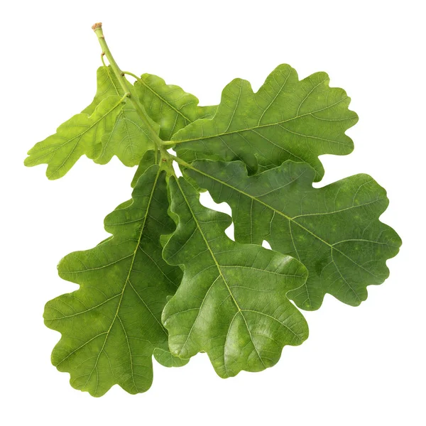 オークの枝が緑の葉 白い背景で隔離 新鮮な若い葉 植物標本 — ストック写真