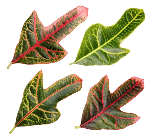 Folhagem Codiaeum Variegatum Croton Jardim Croton Variegado Folhas Croton Ramo — Fotografia de Stock