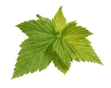 Beyaz arka plan üzerinde izole Siyah frenk üzümü genç yaprakları