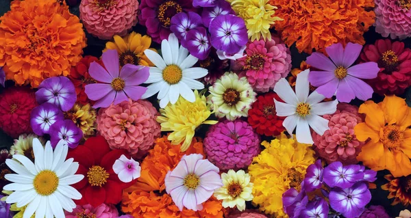 Bannière florale avec fleurs de jardin, vue de dessus. carte postale . — Photo