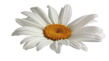 beyaz arkaplanda izole papatya çiçeği.