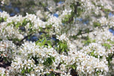 çiçekli ağaçlar, seçici odak ile bahar arka plan. 