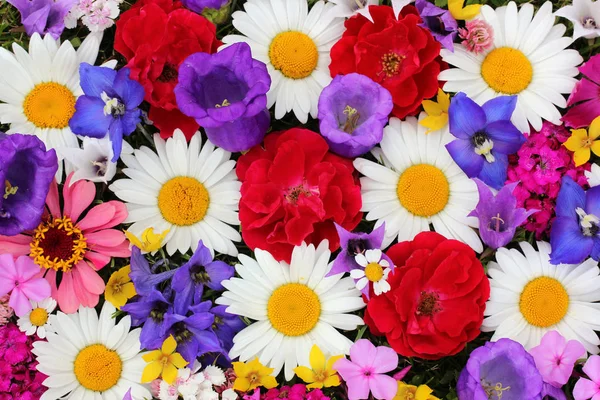 พื้นหลังดอกไม้ ท็อปวิว ดอกกุหลาบและดอกเดซี่ . — ภาพถ่ายสต็อก