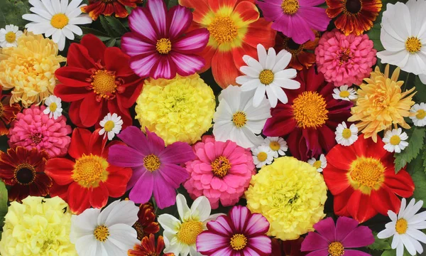 Hermosa bandera floral, fondo de flores de jardín . — Foto de Stock