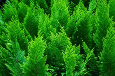 yeşil arborvitae, doğal arka plan, seçici odak.