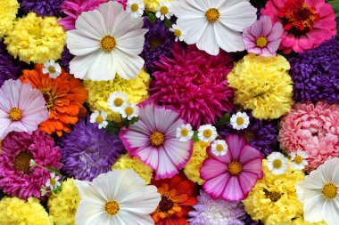 bahçe sonbahar çiçekleri ile güzel çiçek arka plan