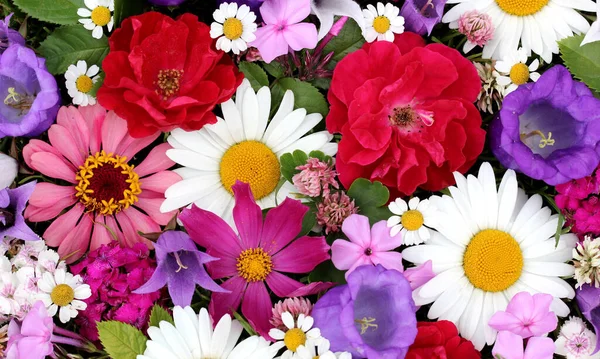 Flores de jardín de fondo floral: Margarita, rosa y trébol. backd — Foto de Stock