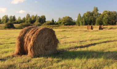 Tarlada samanla ya da samanla yuvarlanıyor. Yazın kırsal alan.