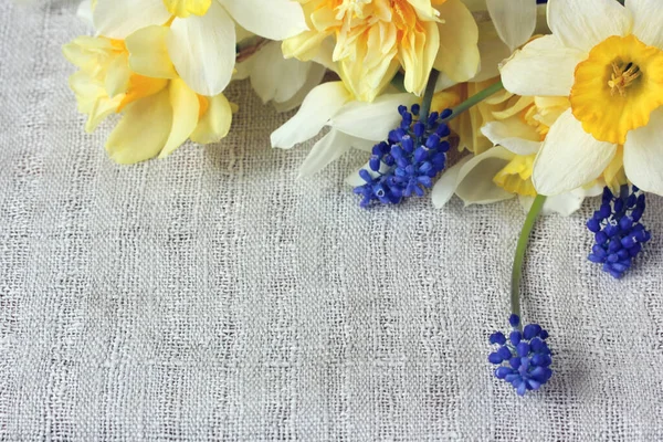Вид Сверху Цветы Желтые Белые Нарциссы Синие Мускари Цветочный Фон — стоковое фото