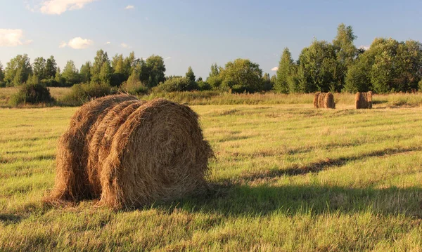 rolls with hay or straw in the field. summer rural landscape.